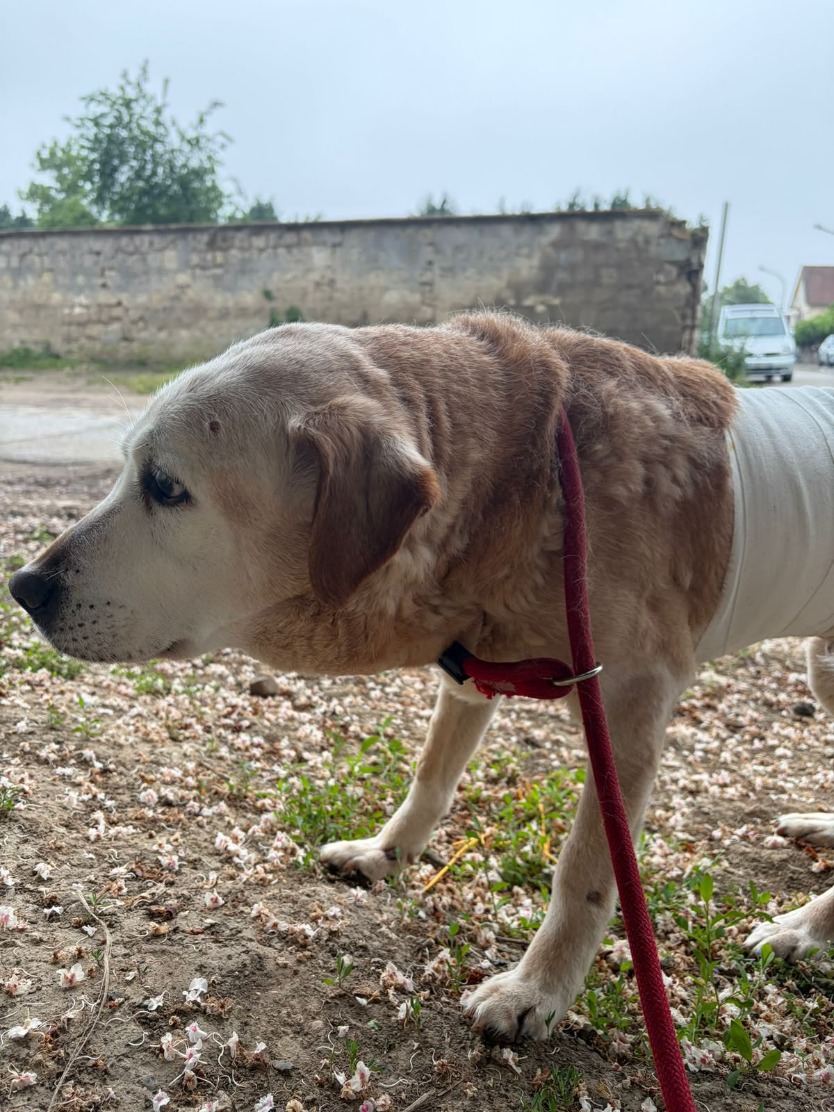 Rose, labrador de 14 ans soignée par La Survivance Animale
